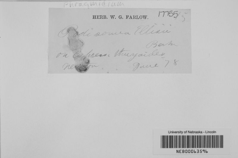 Hamaspora ellisii image