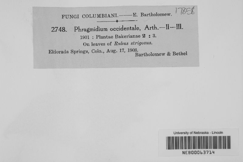 Phragmidium occidentale image