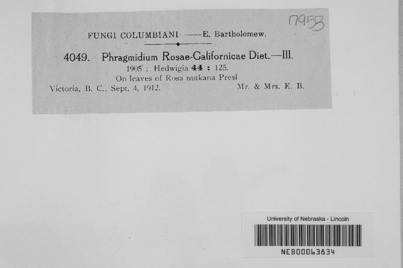 Phragmidium rosae-californicae image