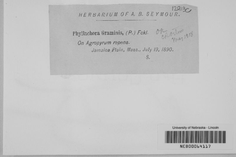 Phyllachora graminis var. graminis image