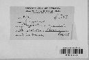 Phyllachora graminis var. graminis image