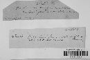 Phyllachora graminis var. graminis image