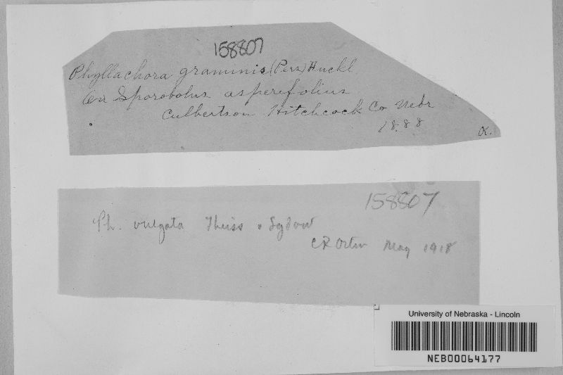 Phyllachora graminis image