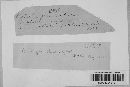 Phyllachora graminis var. graminis image