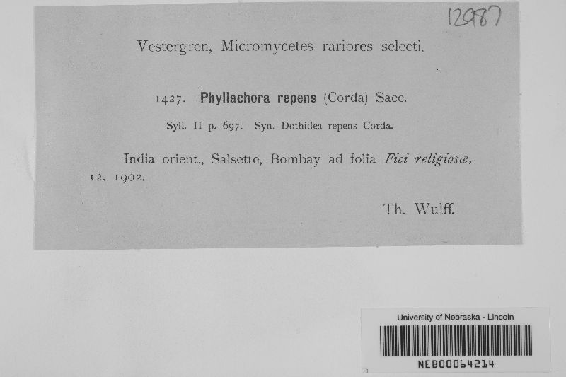 Phyllachora repens image