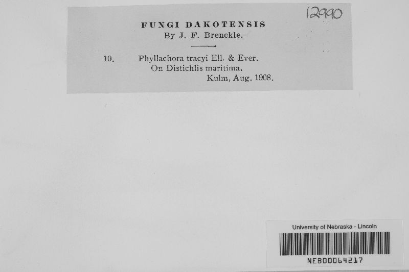 Phyllachora sylvatica f. sylvatica image