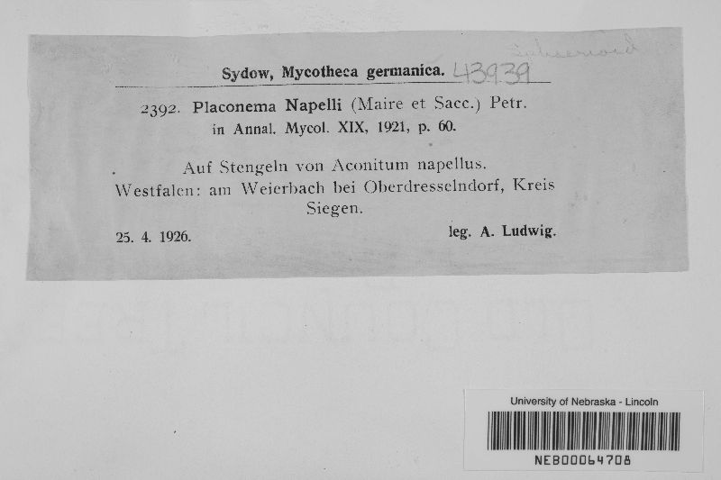 Neoplaconema napelli image