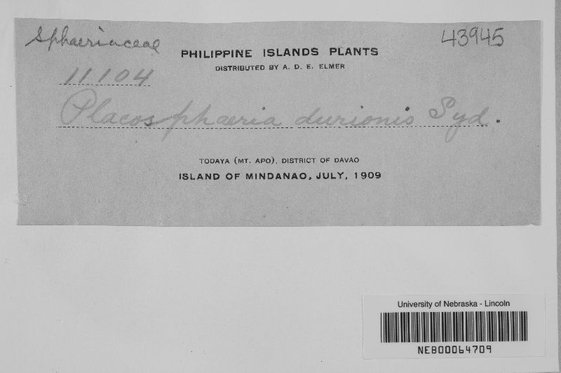 Placosphaeria image