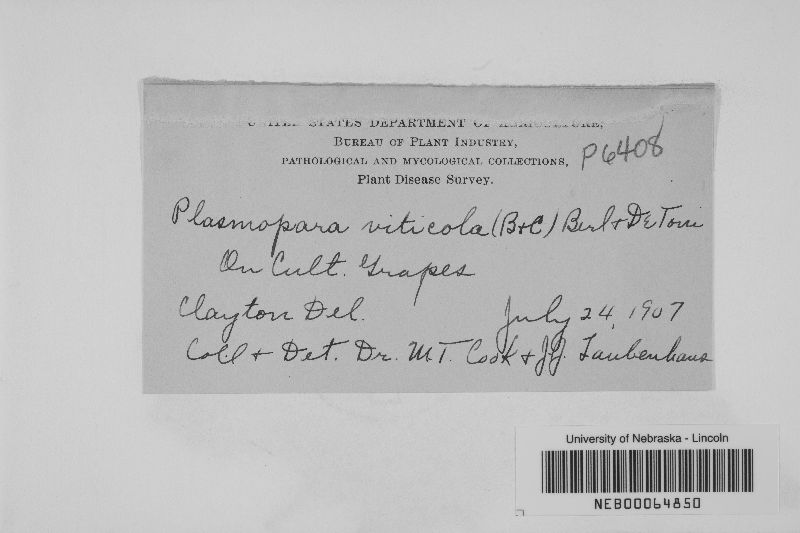 Plasmopara viticola image