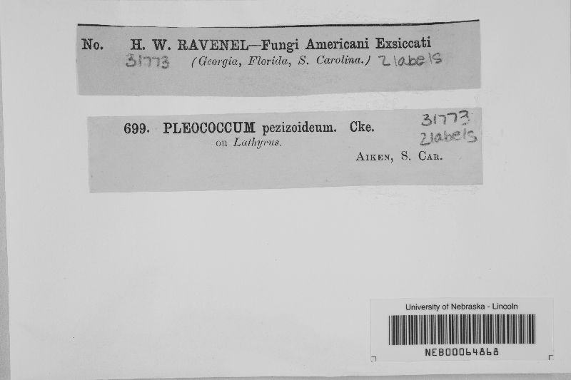 Pleococcum pezizoideum image