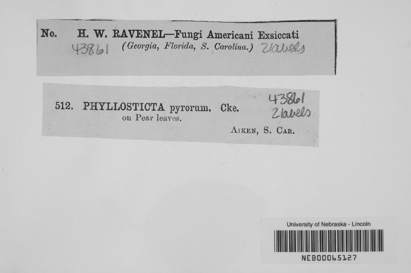 Phyllosticta pyrorum image