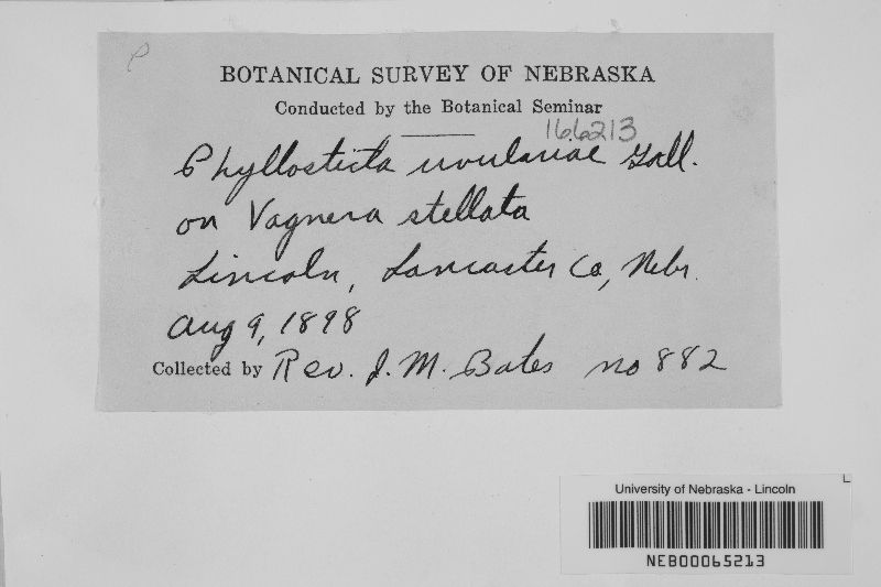 Phyllosticta uvulariae image