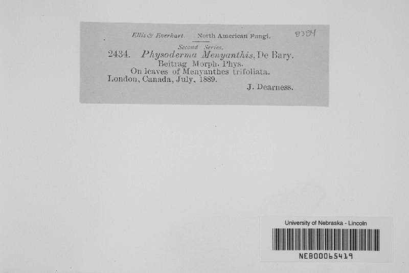 Physoderma menyanthis image