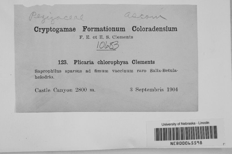 Plicaria chlorophysa image