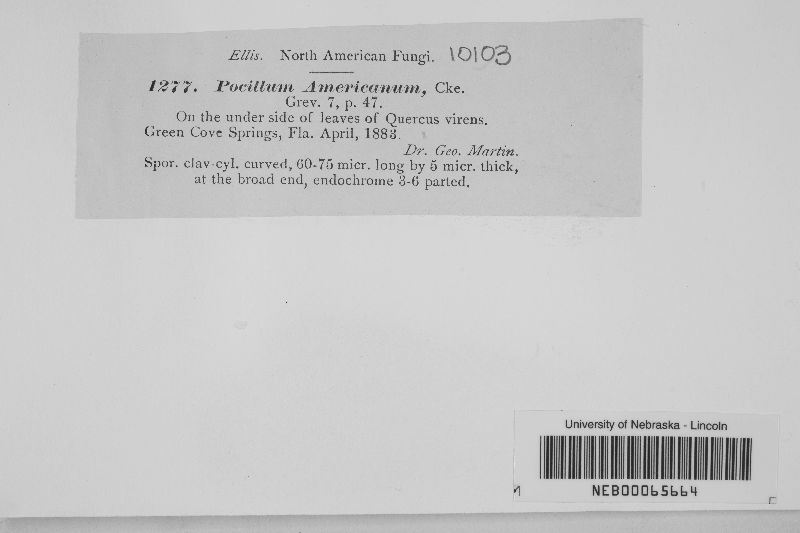 Pocillum americanum image