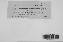 Podosphaera clandestina image