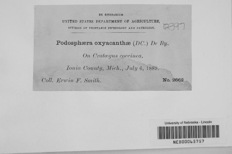 Podosphaera clandestina image