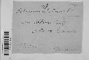 Trichaptum abietinum image