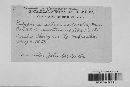 Trichaptum abietinum image