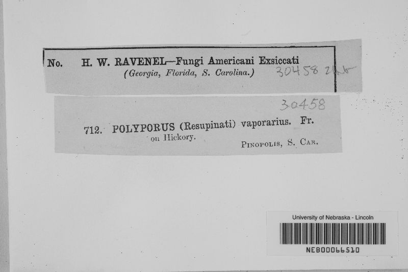 Fibroporia vaillantii image