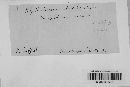 Cymadothea trifolii image