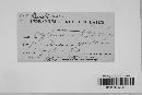 Cymadothea trifolii image