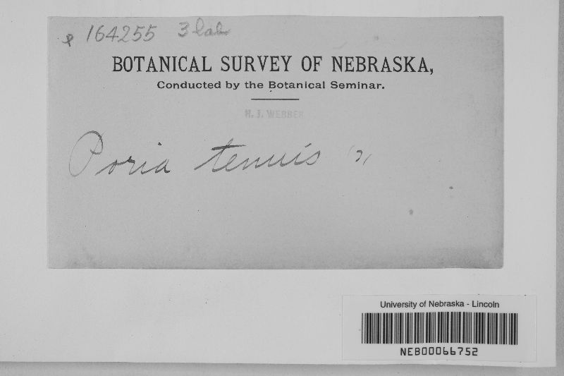Poria tenuis image