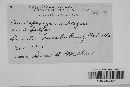 Pseudopeziza medicaginis image