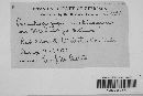 Pseudopeziza medicaginis image