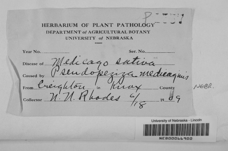 Pseudopeziza medicaginis image
