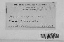 Pseudopeziza medicaginis image