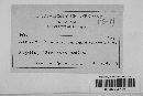 Pseudopeziza medicaginis image