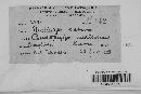 Pseudopeziza medicaginis image