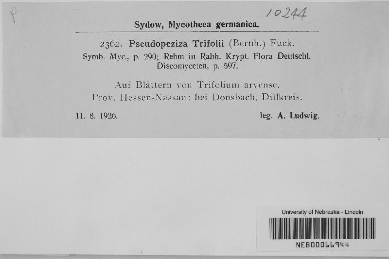 Pseudopeziza trifolii image