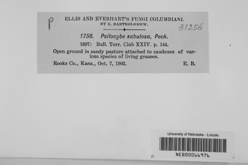 Psilocybe sabulosa image