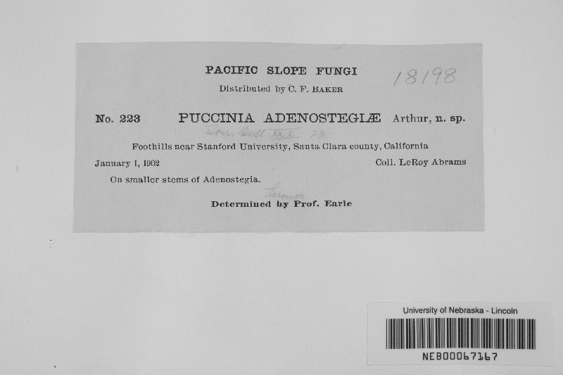 Puccinia adenostegiae image