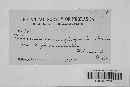 Puccinia calcitrapae image