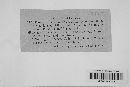 Puccinia arenariae image