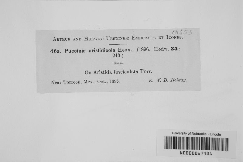 Puccinia aristidicola image