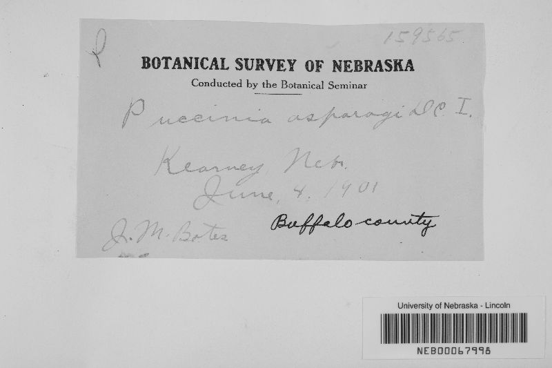 Puccinia asparagi image