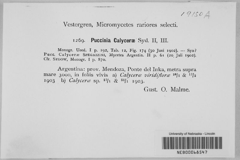 Puccinia calycerae image