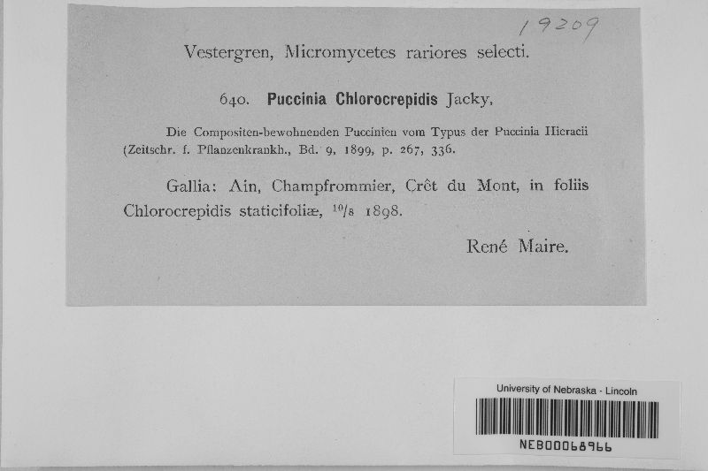 Puccinia chlorocrepidis image