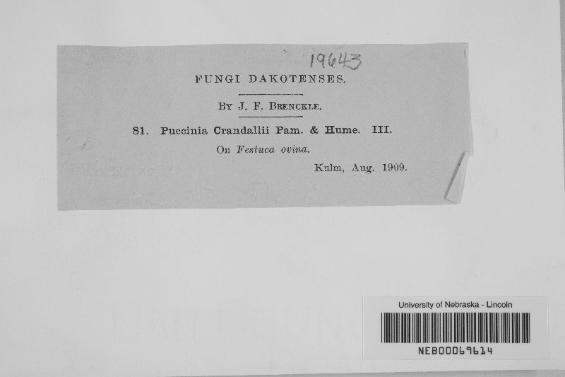 Puccinia crandallii image