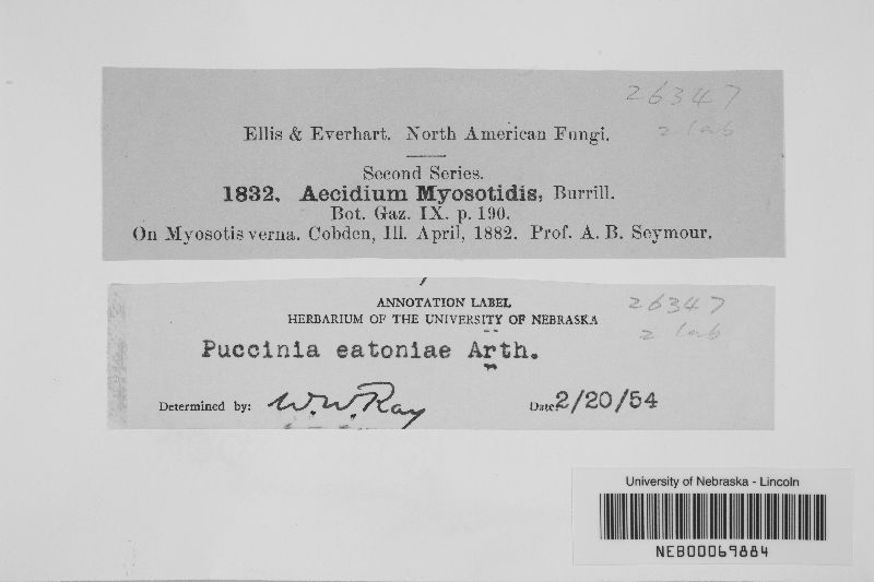 Puccinia eatoniae image