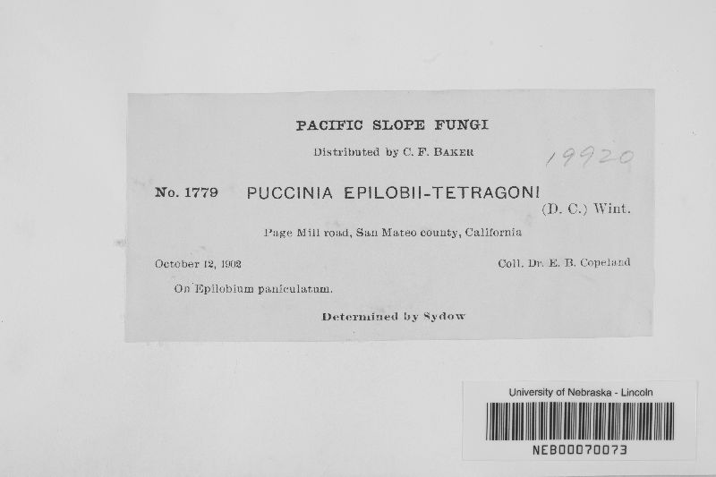 Puccinia pulverulenta image