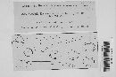 Puccinia esclavensis image