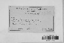 Puccinia graminis image