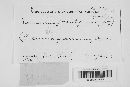 Puccinia graminis image