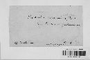 Puccinia graminis image