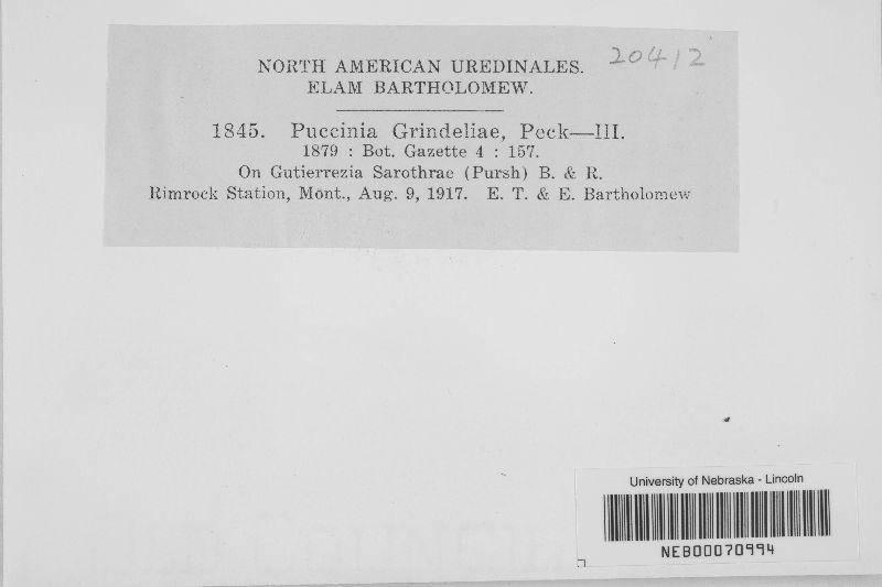 Puccinia grindeliae image